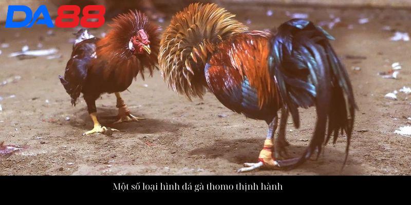 Đá Gà Thomo - Đấu Trường Đá Kê Đẳng Cấp Hàng Đầu Châu Á 3 Một số loại hình đá gà thomo thịnh hành